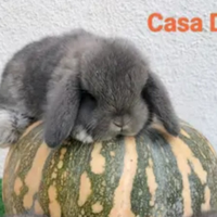 Conigliettii ariete nano mini Casa Degio