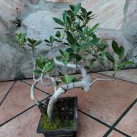bonsai di bonsai di Ficus retusa