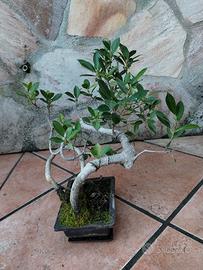 bonsai di bonsai di Ficus retusa