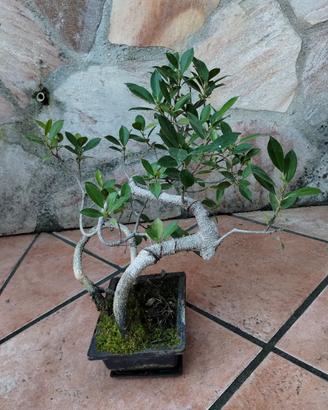 bonsai di bonsai di Ficus retusa