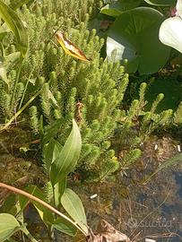Piante acquatiche 