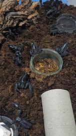 Scorpione gigante delle foreste