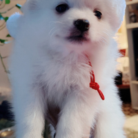 Cuccioli volpino