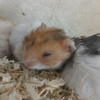 Criceti europei e d'angora