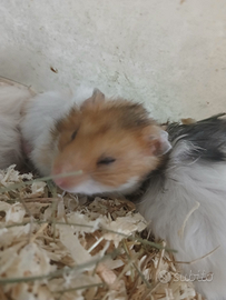 Criceti europei e d'angora