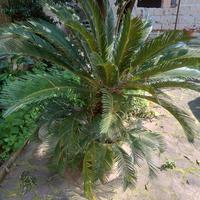 Cycas di 7 anni 