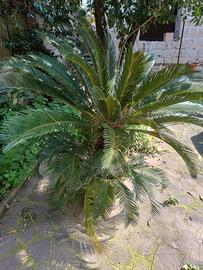 Cycas di 7 anni 