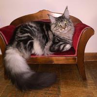 Gatto Maine Coon maschio disponibile da monta