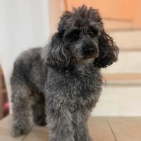 Barboncino toy femmina