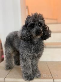 Barboncino toy femmina