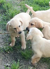 Labrador retriever cuccioli biondi