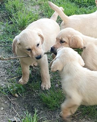 Labrador retriever cuccioli biondi