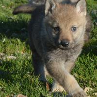 Cuccioli di cane lupo cecoslovacco