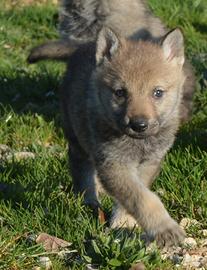 Cuccioli di cane lupo cecoslovacco