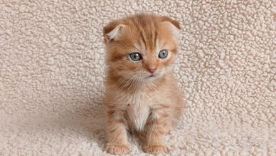 Scottish Fold cuccioli