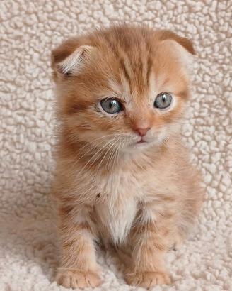 Scottish Fold cuccioli