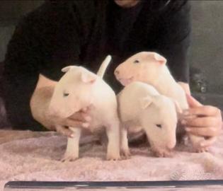 Bull terrier inglese standard