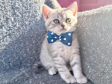 Gattino British