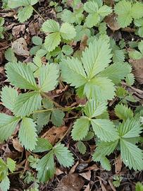 piantina fragoline di bosco