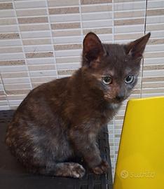 Gattina mix don sphynx (genitori testati)
