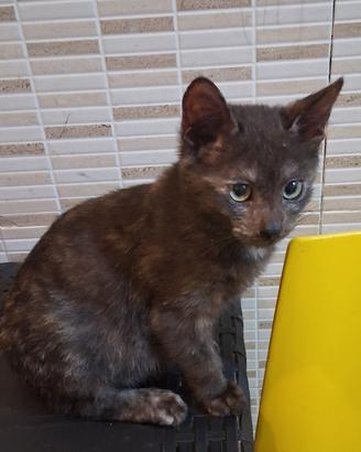Gattina mix don sphynx (genitori testati)