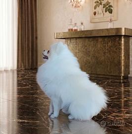 Spitz pomerania maschio euro 600,00