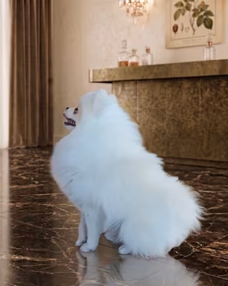 Spitz pomerania maschio euro 600,00