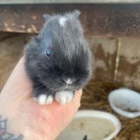 Conigli delle fiandre