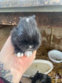 Conigli delle fiandre