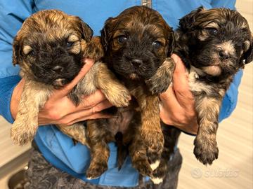 Cuccioli di shihpoo