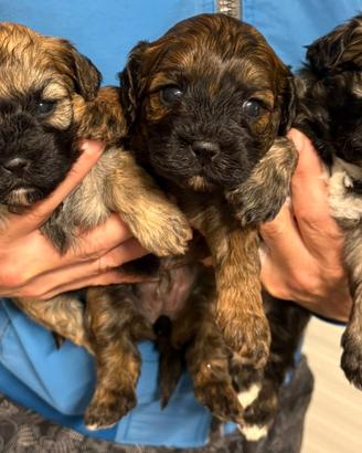 Cuccioli di shihpoo