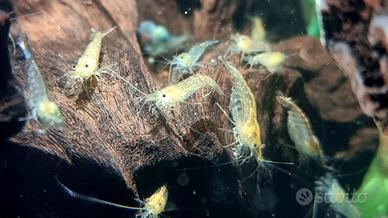 Lotto di Caridine / gamberetti d'acqua dolce