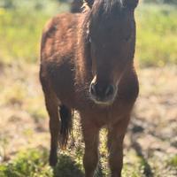 Mini pony