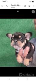 Bulldog francese black and tan