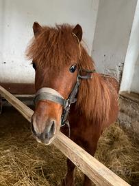 Pony Intero