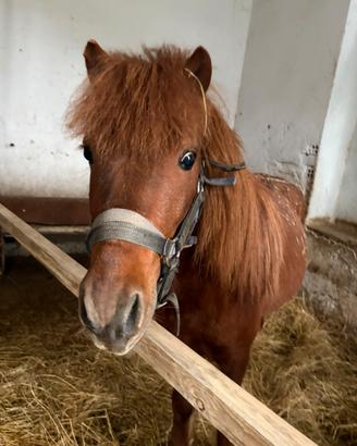 Pony Intero