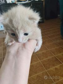 Incrocio Maine Coon