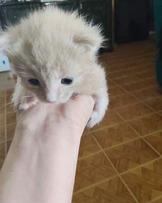 Incrocio Maine Coon