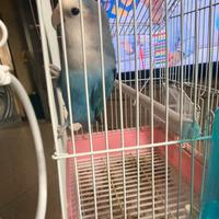 Inseparabile azzurro