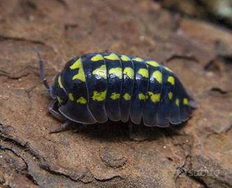 Armadillidium gestroi