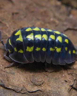 Armadillidium gestroi