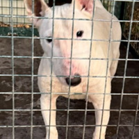 Bull terrier miniature