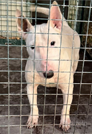 Bull terrier miniature