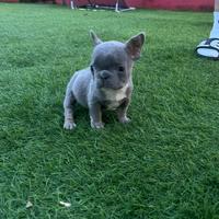 Cucciolo di bulldog francese taglia mini