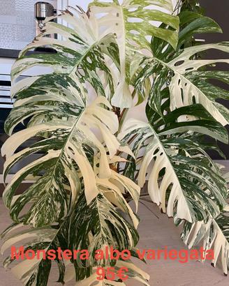 🌿 Piante da collezione (monstera, philodendron)