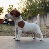 Jack Russell Terrier altissima genealogia