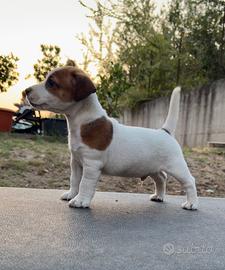 Jack Russell Terrier altissima genealogia