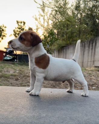 Jack Russell Terrier altissima genealogia
