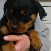 Cuccioli sia di rottweiler e sia dipastore tedesco