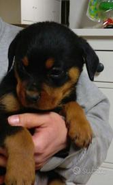 Cuccioli sia di rottweiler e sia dipastore tedesco